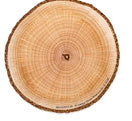 841558 WOODEN CIRCLE ACCENT CUTOUT