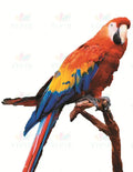 VCP225 PARROT - 24x28 - Centerpieces