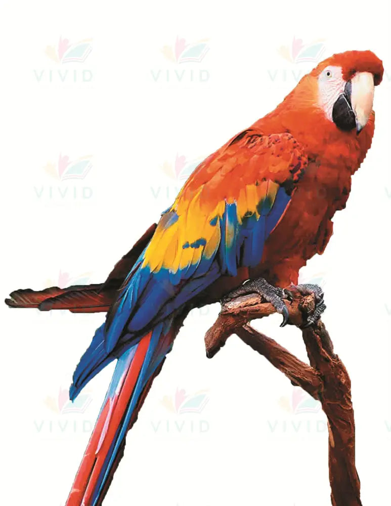 VCP225 PARROT - 24x28 - Centerpieces