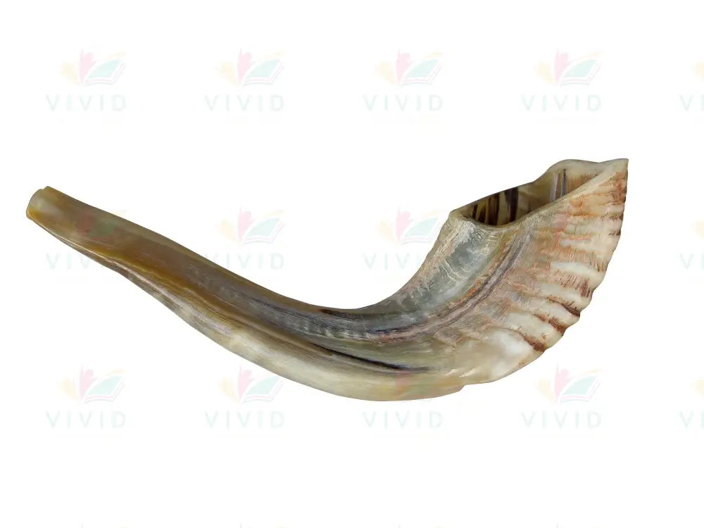 VCP273 Shofar - 2X3’’ - Yom Tovim