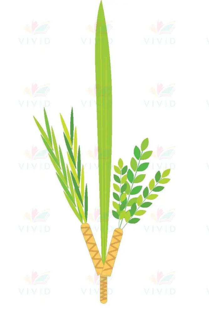 VCP275 ESROG LULAV - 2X3’’ - Yom Tovim