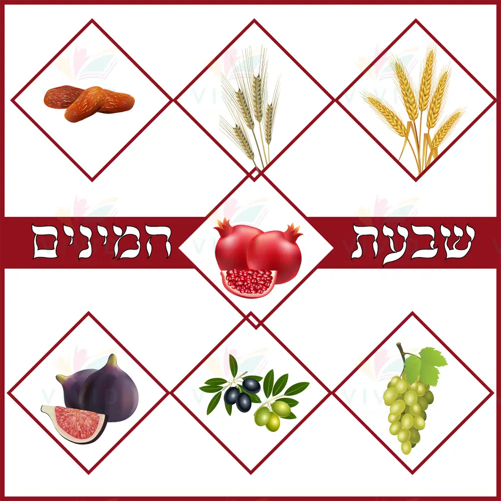 VMB3720 Tu Bshvat poster - 24x24 - Yom Tovim